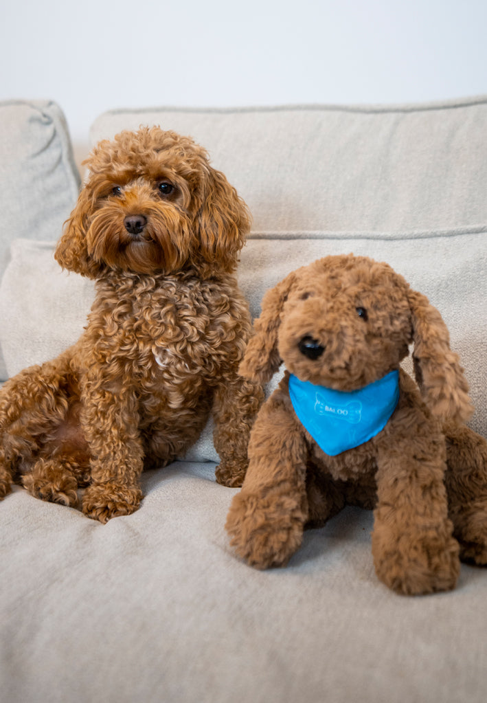 Jas & Mika Baloo Bamse Limited